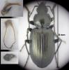 Agonum viduum